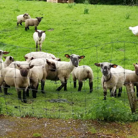 Le Moulin Des Falihottes * Braives